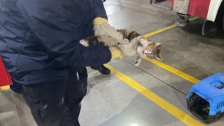 Veteriner kliniğine gitmek istemeyen kedi torpidoda saklandı