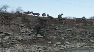 Yaban keçilerinin ilçe halkını mutlu eden istilası