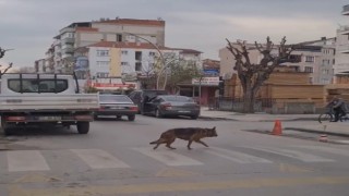 Yalovada yaya geçidinin kullanan köpek şaşırttı