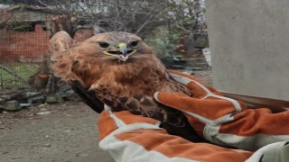 Yaralı halde bulunan şahin tedavi altına alındı