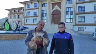 Yaralı kızıl şahin tedavi edildi