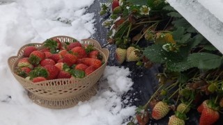 Yaylada kar altında çilek hasadı