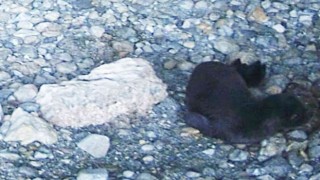 Yeni doğan Akdeniz Fokunu isim aranıyor