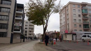 Yol ortasında kalan asırlık ağaç korumaya alındı