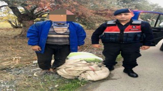 Zeytin hırsızı suçüstü yakalandı