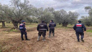 Zeytin hırsızlıklarına karşı önlemler devam ediyor