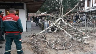 110 yıllık tescilli Çınar devrildi