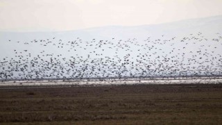 2023 Yılı Kış Ortası Su Kuşu Sayımları Tamamlandı