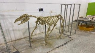 7,5 milyon yıllık tarihi ayaklandırdılar