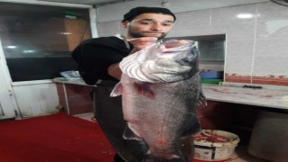8 kilogram ağırlığında levrek yakaladı, 2 bin liraya alıcı bekliyor