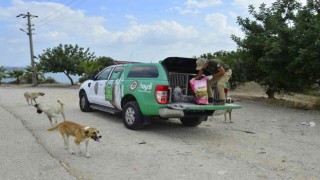 Adanada 132 yasaklı ırk köpeğe el konuldu
