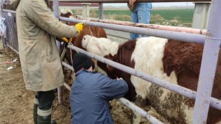 Afyonkarahisara ithal getirilen besilik sığırların sağlık kontrolü yapıldı