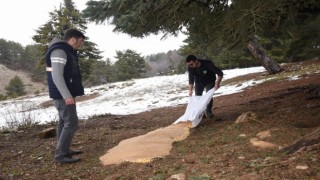 Amanos Dağlarının eteklerine yaban hayvanları için yem bırakıldı