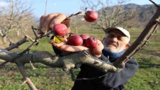 Amasyada yalancı bahar şaşkına çevirdi, elma ağaçları kışın meyve verdi
