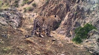 Anadolu leoparının yayılış haritası oluşturulacak