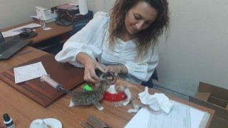 Annelerine araba çarpan 5 yavru kedinin bakımı veterinere kaldı