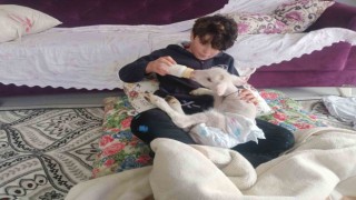 Annesini köpekler telef etti, o kuzuya evde bebek gibi bakıyorlar