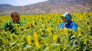 Antalya tarımına geçen yıl 143 milyonluk destek sağlandı