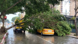 Antalyada fırtınaya dayanamayan Benjamin ağacı araçların üzerine devrildi