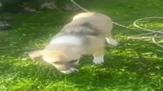 Asi Nehri kenarında mahsur kalan köpek kurtarıldı