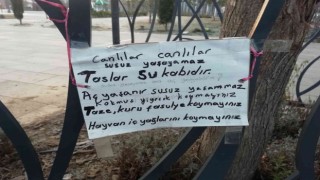 Atık yemekler hayvanlara yarar değil zarar veriyor