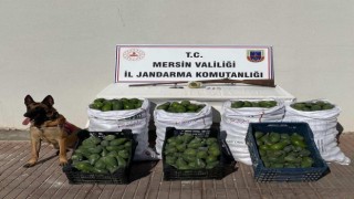 Avokado hırsızları jandarmadan kaçamadı