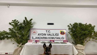 Aydında Jandarmanın kaçakçılık operasyonlarının bilançosu açıklandı