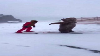 Ayı ve penguen ile Uludağda kayak yaptı, ortaya renkli görüntüler çıktı