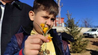 Baharın müjdecisi çiğdemler kış mevsiminde açtı