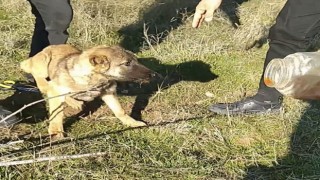 Başı plastik kaba sıkışan köpeği vatandaş kurtardı