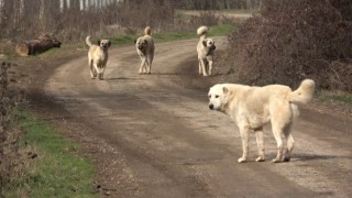 Başıboş köpekler köylünün korkulu rüyası haline geldi