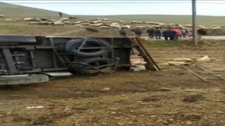 Batmanda koyun taşıyan tır devrildi, onlarca koyun telef oldu