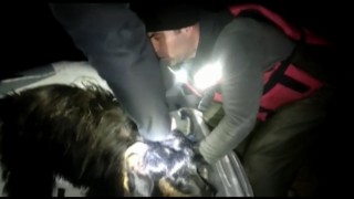 Batmanda nehre düşen keçilerin imdadına dalgıç ekipleri yetişti