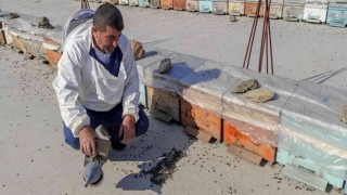 Batmanda yaşanan kuraklık milyonlarca arının telef olmasına neden oldu