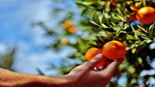 Belediye, elde kalan mandalinaları satın alacak
