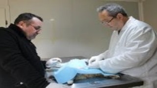 Bigada sokak hayvanları kısırlaştırılıyor