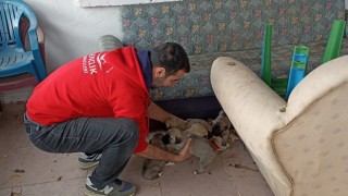 Bingölde bakıma ihtiyacı olan anne köpek ve yavruları barınağa götürüldü