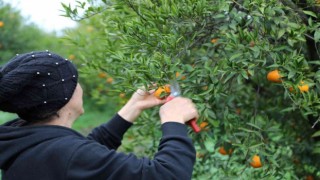 Bodrum Belediyesi, mandalina alımına devam ediyor