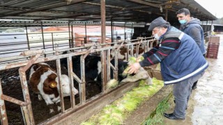 Bucada günde 5 ton hasıl yem üretimi