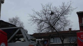 Budadığı ceviz ağacında fenalaşan vatandaşı itfaiye ekipleri kurtardı