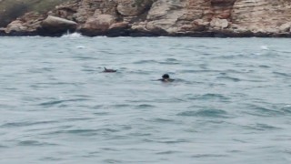 Bulgaristan açıklarında mayın paniği