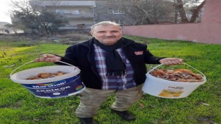 Burhaniyede melki sezonu devam ediyor