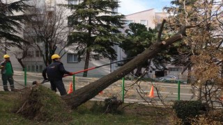 Bursada şiddetli lodosun etkisi sürüyor