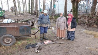 Buzağısının sokak köpekleri tarafından parçalandığını iddia etti