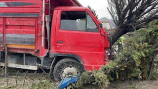Canlı hayvan taşıyan kamyonet ağaca çarptı, 2 kişi yaralandı