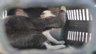 Çatıda mahsur kalan kedi kurtarıldı