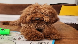 Çeşmede kaybolan köpeği bulana 20 bin lira ödül verilecek