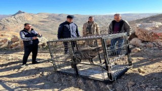 Çizgili sırtlan traktör sürücüsüne yolda eşlik etti