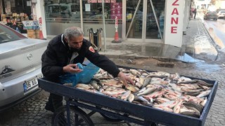 Çoruh Balığı tezgahta yerini aldı