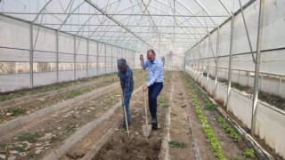 Çukurca Belediyesinin seralarında yeni ürünlerin ekimine başlandı